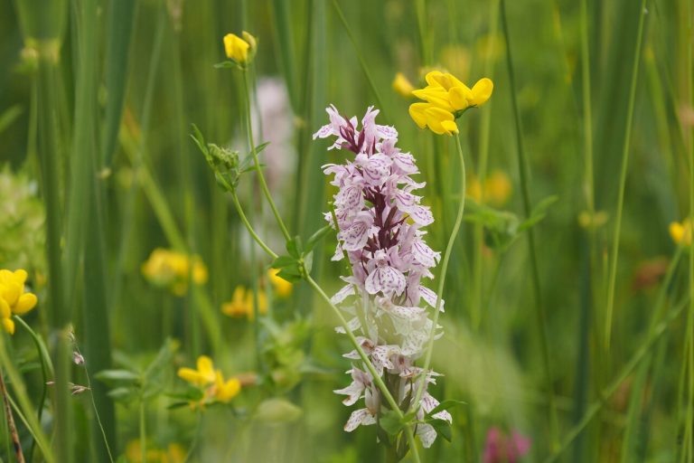 VORDEN — Orchideeënwandeling langs natte graslanden bij Vorden