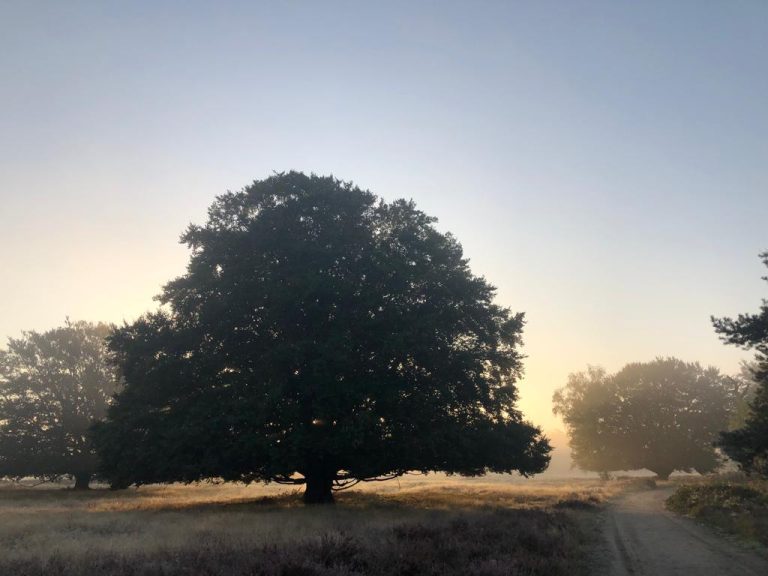 Vroege ochtendwandeling over het Wekeromse Zand
