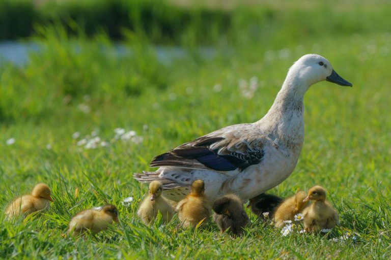 ACHTERHOEK — Bescherm de jonkies: oproep om jonge dieren rust te geven in de Achterhoek