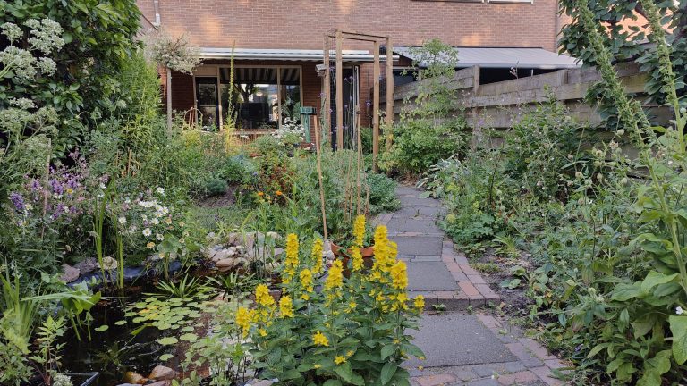 LANDELIJK — Tuinvlindertelling roept inwoners op om 15 minuten vlinders te tellen