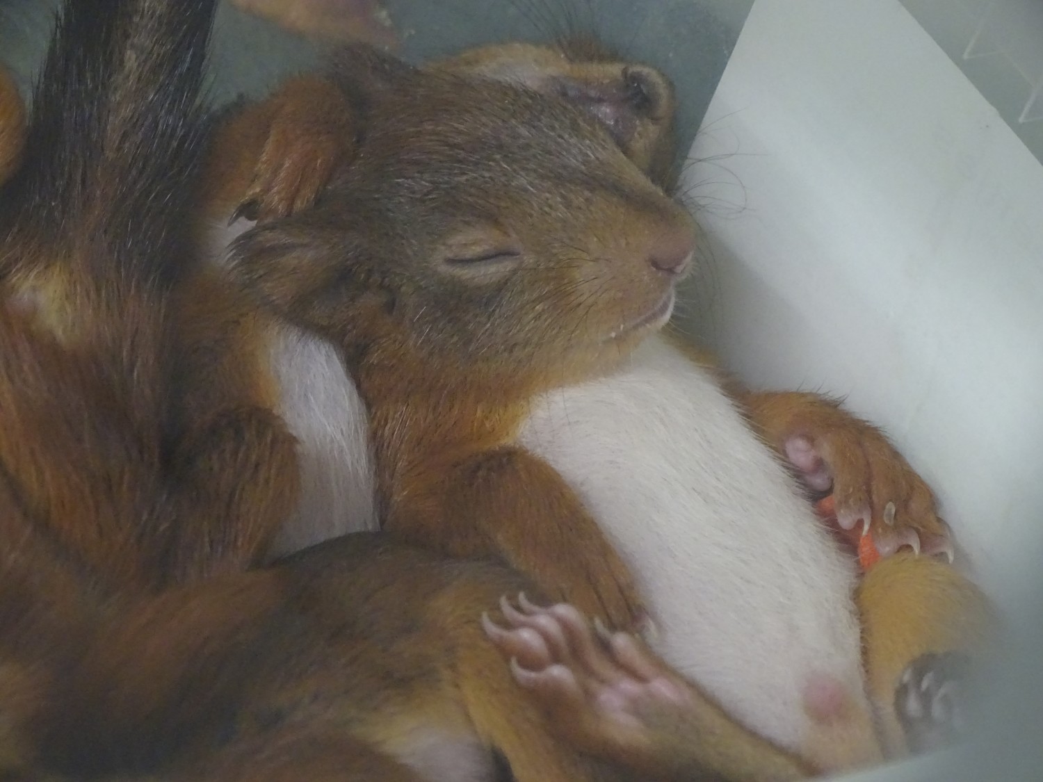 HALLE — Opvang Noach vraagt hulp voor verzorging wilde dieren