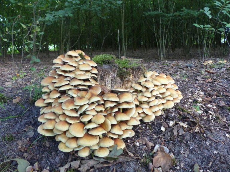 LAREN (GLD) — Paddenstoelenwandeling op landgoed Huis Verwolde in oktober