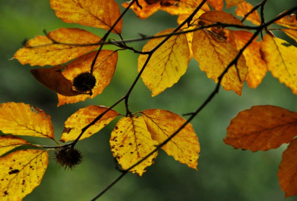 DOETINCHEM — Herfstwandeling op landgoed Hagen in Doetinchem