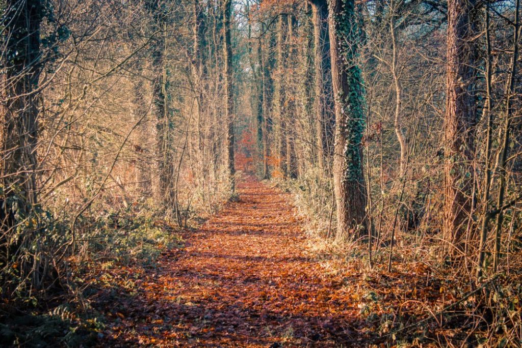 Wandeling over scholtengoederen Hijink, Aarnink en De Haar bij Winterswijk