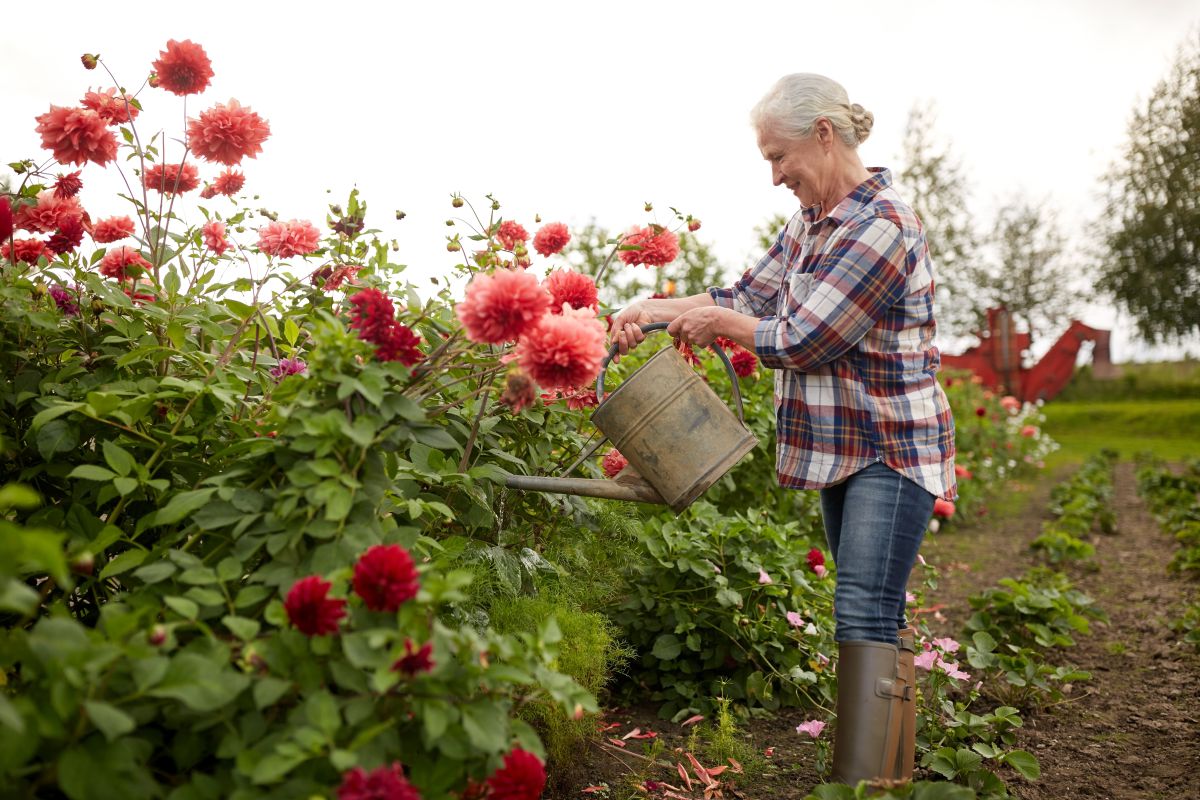 lezing dahlia’s