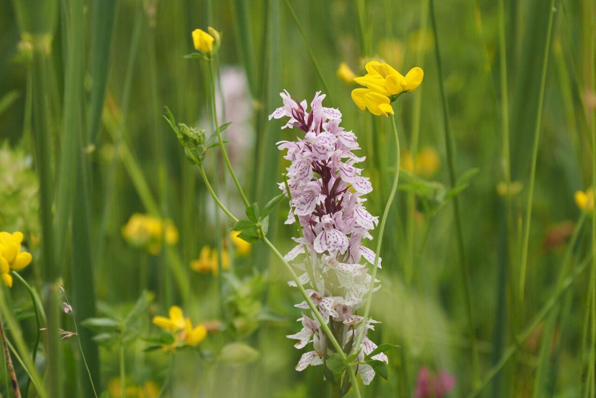 Orchideeenwandeling-fotograaf-Nico-Kloek